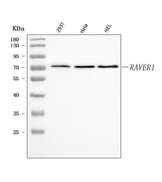 Anti-RAVER1 Antibody Picoband® Boster Bio