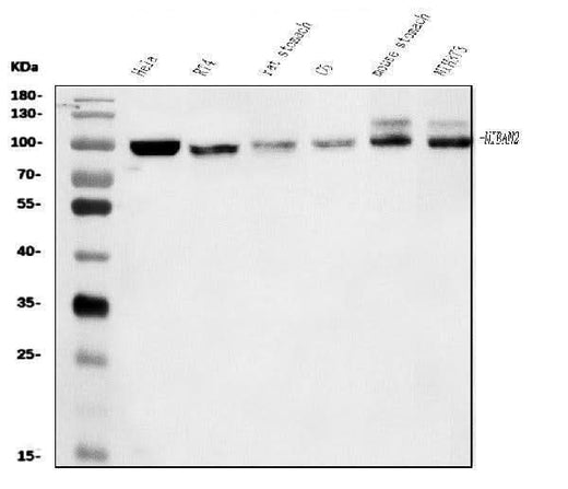Anti-FAM129B/NIBAN2 Antibody Picoband® Boster Bio
