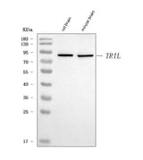 Anti-TRIL Antibody Picoband® Boster Bio