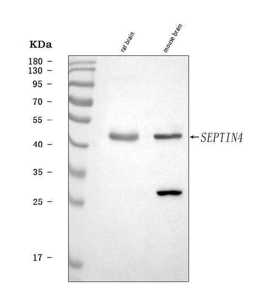 Anti-SEPT4/SEPTIN4 Antibody Picoband® Boster Bio