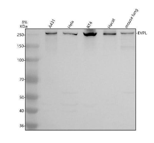 Anti-EMILIN2 Antibody Picoband® Boster Bio