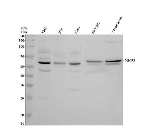 Anti-DGCR2 Antibody Picoband® Boster Bio