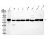 Anti-IDH3B Antibody Picoband® Boster Bio