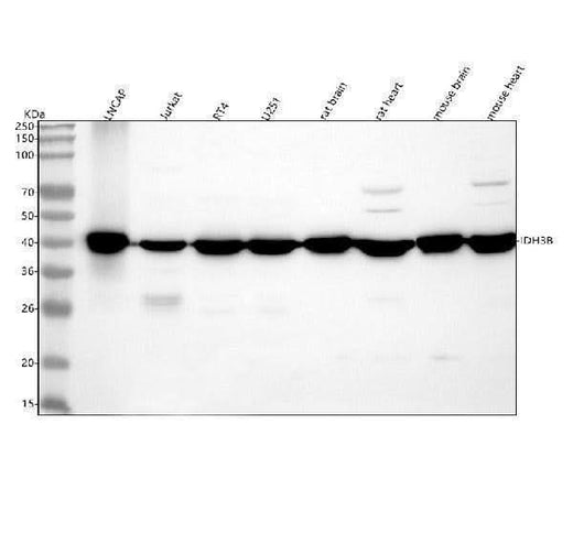 Anti-IDH3B Antibody Picoband® Boster Bio