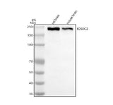 Anti-IQSEC2 Antibody Picoband® Boster Bio