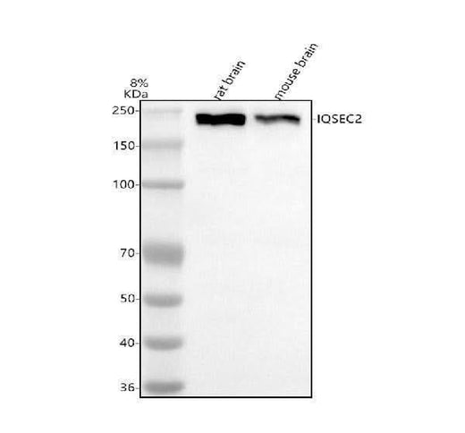 Anti-IQSEC2 Antibody Picoband® Boster Bio