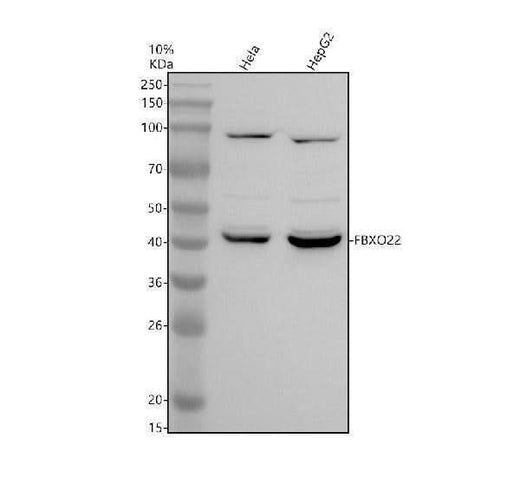 Anti-FBXO22 Antibody Picoband® Boster Bio