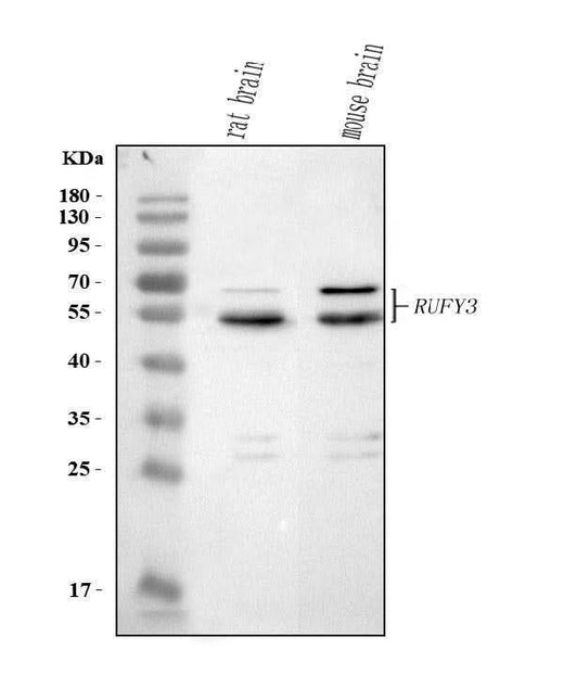 Anti-RUFY3 Antibody Picoband® Boster Bio