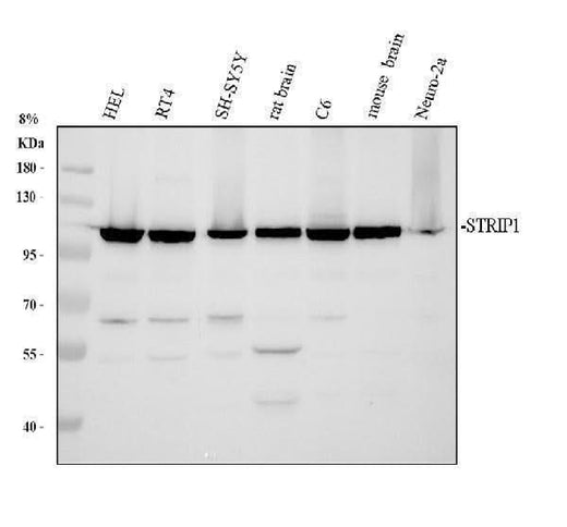 Anti-STRIP1 Antibody Picoband® Boster Bio