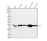 Anti-GLYAT Antibody Picoband® Boster Bio