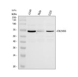 Anti-TRIM16 Antibody Picoband® Boster Bio