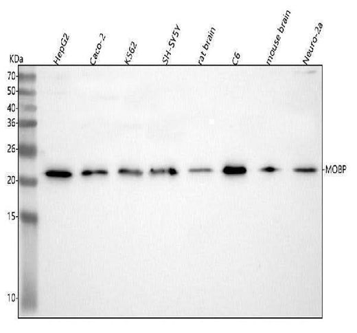 Anti-MOBP Antibody Picoband® Boster Bio