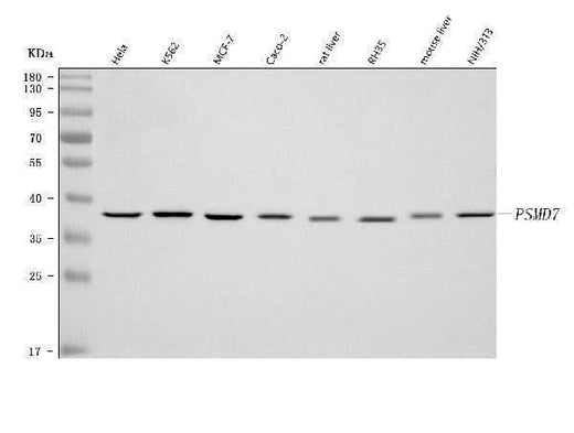 Anti-PSMD7 Antibody Picoband® Boster Bio