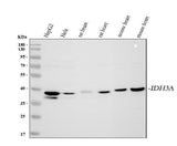 Anti-IDH3A Antibody Picoband® Boster Bio