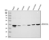 Anti-IDH3A Antibody Picoband® Boster Bio