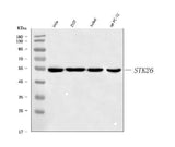 Anti-MST4/STK26 Antibody Picoband® Boster Bio