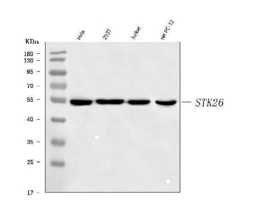 Anti-MST4/STK26 Antibody Picoband® Boster Bio