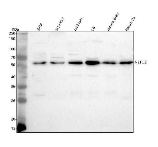 Anti-NETO2 Antibody Picoband® Boster Bio