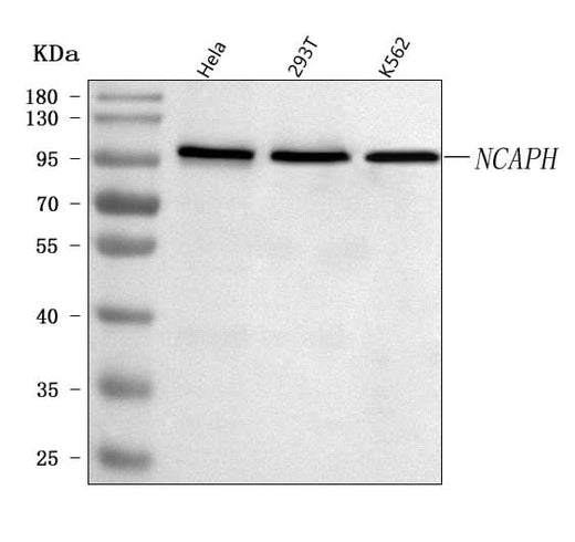 Anti-NCAPH Antibody Picoband® Boster Bio