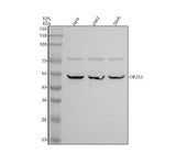 Anti-EML1 Antibody Picoband® Boster Bio