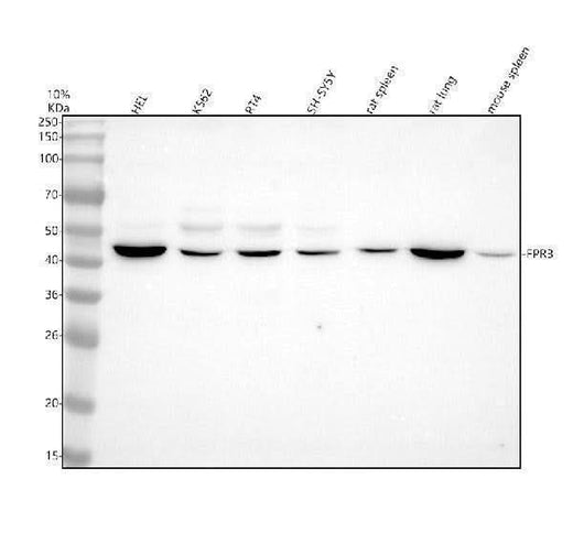 Anti-FPR3 Antibody Picoband® Boster Bio