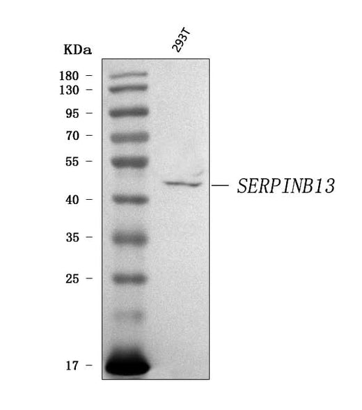 Anti-SERPINB13 Antibody Picoband® Boster Bio