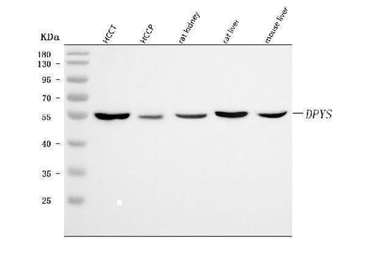 Anti-DPYS Antibody Picoband® Boster Bio