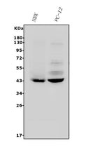 Anti-P2Y14/P2ry14 Antibody Picoband® Boster Bio