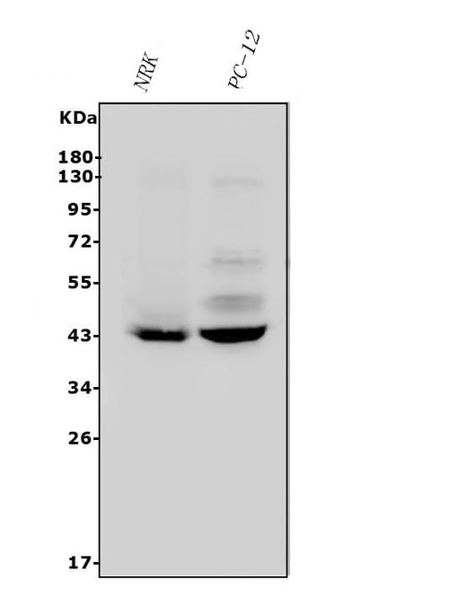 Anti-P2Y14/P2ry14 Antibody Picoband® Boster Bio