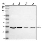 Anti-PHF11 Antibody Picoband® Boster Bio