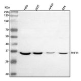 Anti-PHF11 Antibody Picoband® Boster Bio