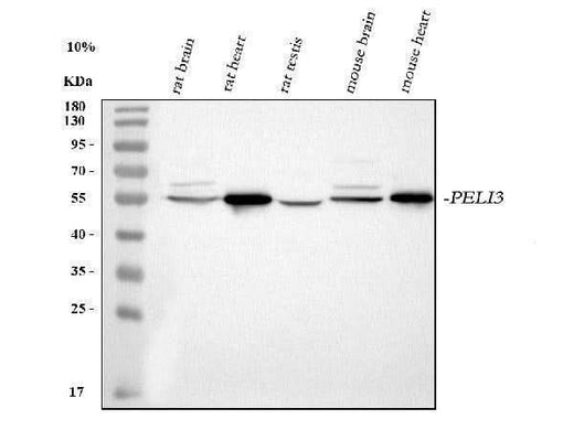 Anti-PELI3 Antibody Picoband® Boster Bio
