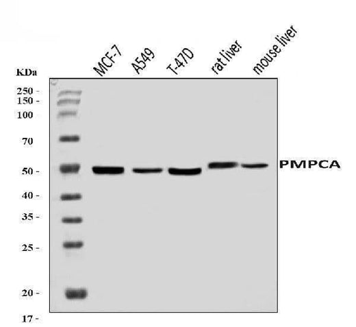 Anti-PMPCA/INPP5 Antibody Picoband® Boster Bio