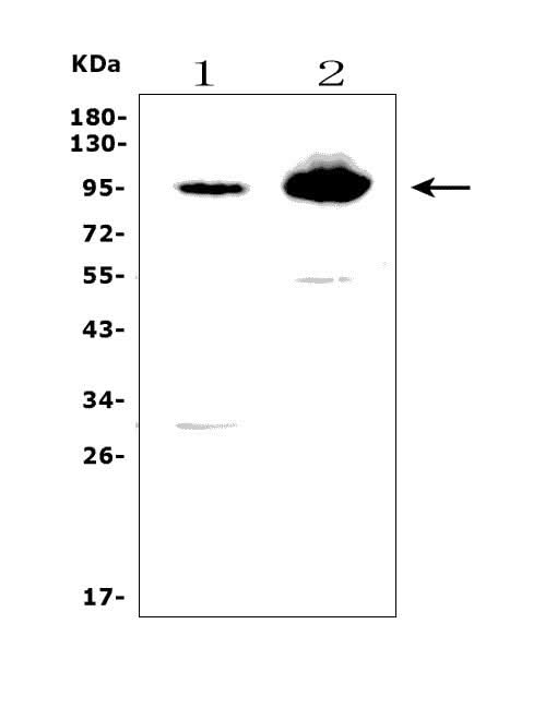 Anti-Band 4.1-like protein 5 EPB41L5 Antibody Picoband® Boster Bio