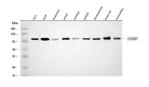 Anti-SARDH Antibody Picoband® Boster Bio