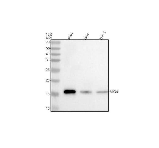 Anti-MYL6 Antibody Picoband® Boster Bio