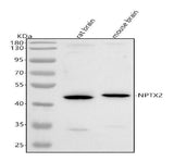 Anti-NPTX2 Antibody Picoband® Boster Bio