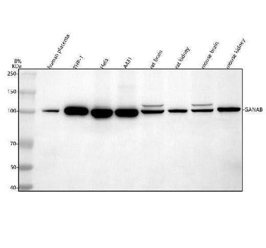 Anti-GANAB Antibody Picoband® Boster Bio
