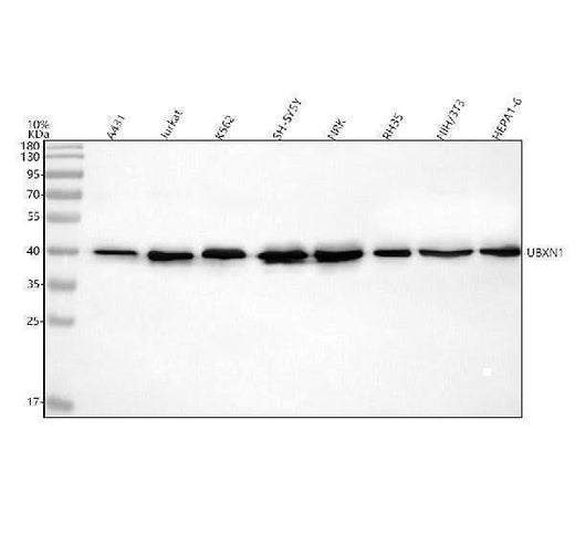 Anti-UBXN1 Antibody Picoband® Boster Bio