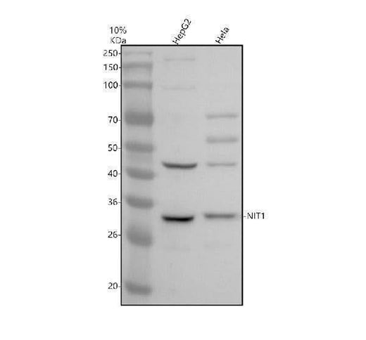 Anti-C11orf30/EMSY Antibody Picoband® Boster Bio