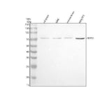 Anti-REPS2 Antibody Picoband® Boster Bio