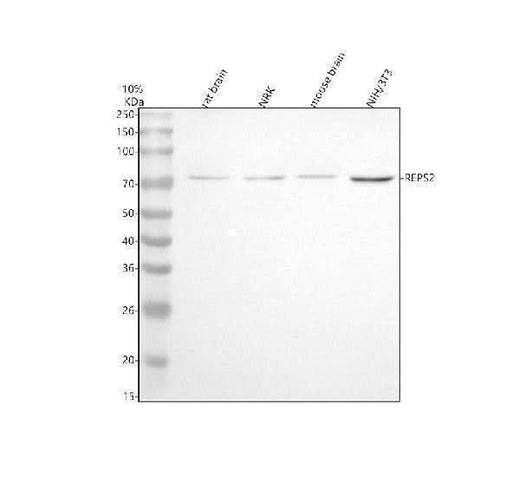 Anti-REPS2 Antibody Picoband® Boster Bio