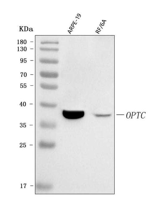 Anti-OPTC Antibody Picoband® Boster Bio