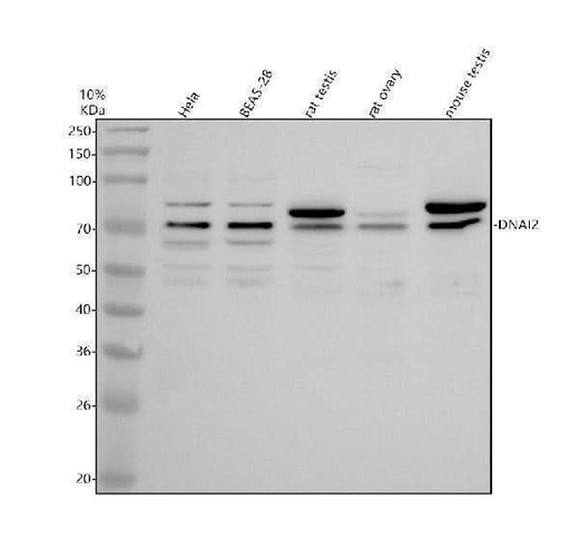 Anti-DNAI2 Antibody Picoband® Boster Bio