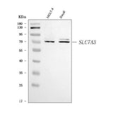 Anti-SLC7A3 Antibody Picoband® Boster Bio