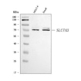 Anti-SLC7A3 Antibody Picoband® Boster Bio