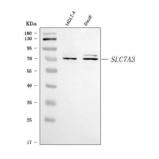 Anti-SLC7A3 Antibody Picoband® Boster Bio