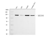 Anti-SEC24A Antibody Picoband® Boster Bio