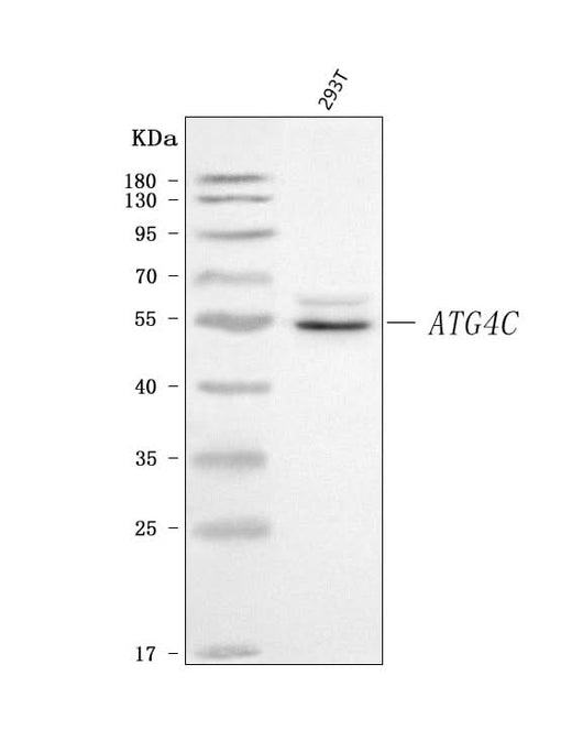 Anti-ATG4C Antibody Picoband® Boster Bio