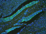 Anti-ATP5G1,2,3/ATP5MC1,2,3 Antibody Picoband® Boster Bio